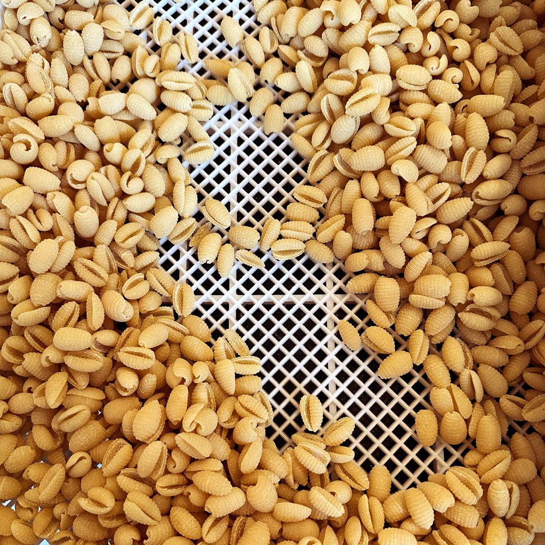 Pasta for Purpose